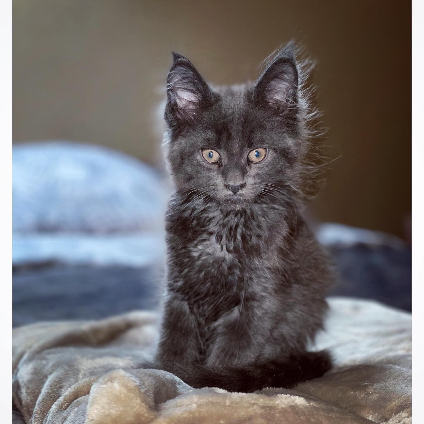 Maine Coon 1