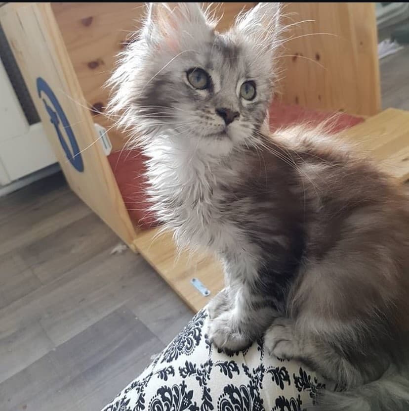 Maine Coon 3