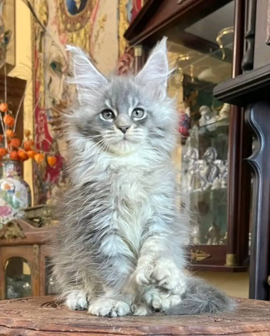 Maine Coon 4