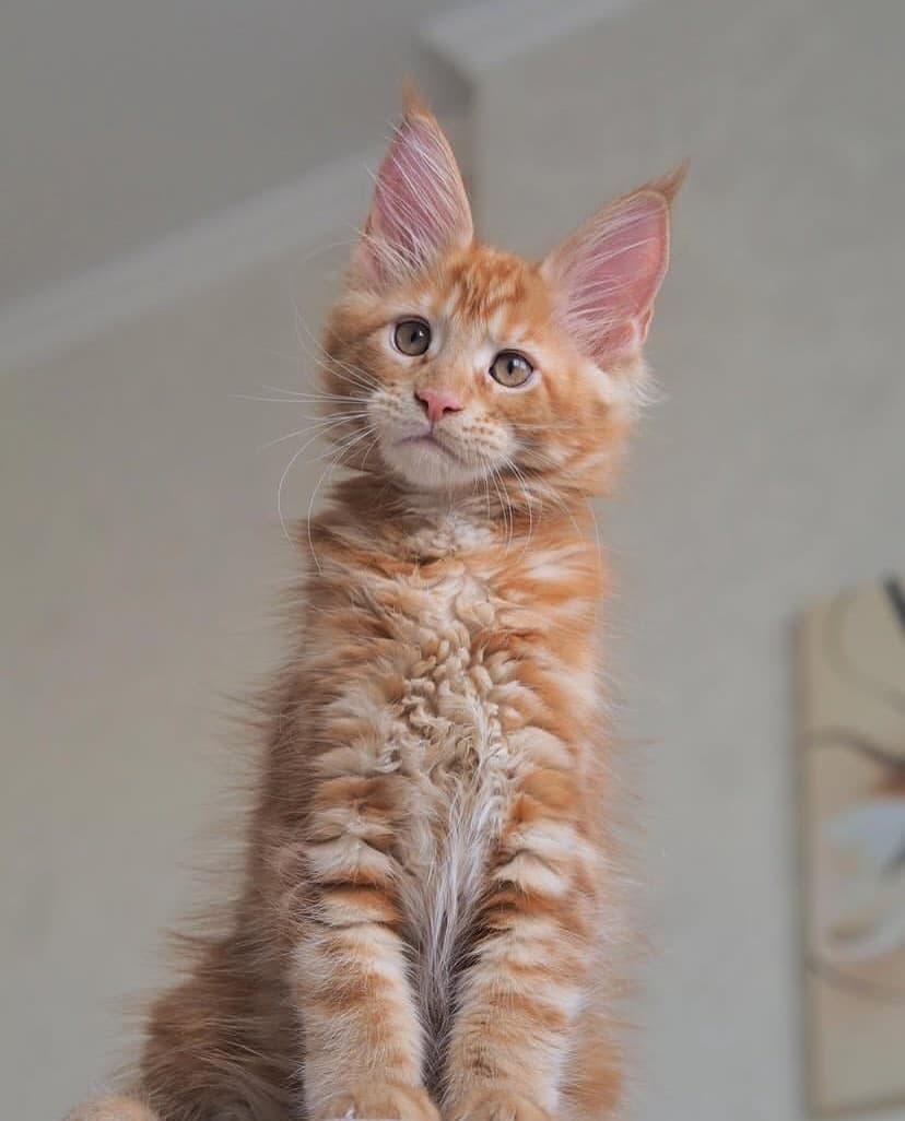 Maine Coon 5