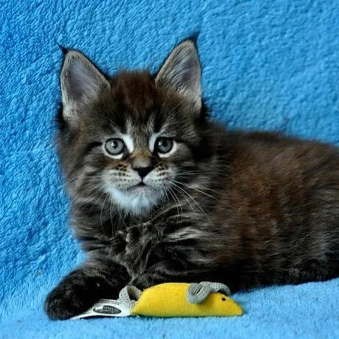 Maine Coon 6