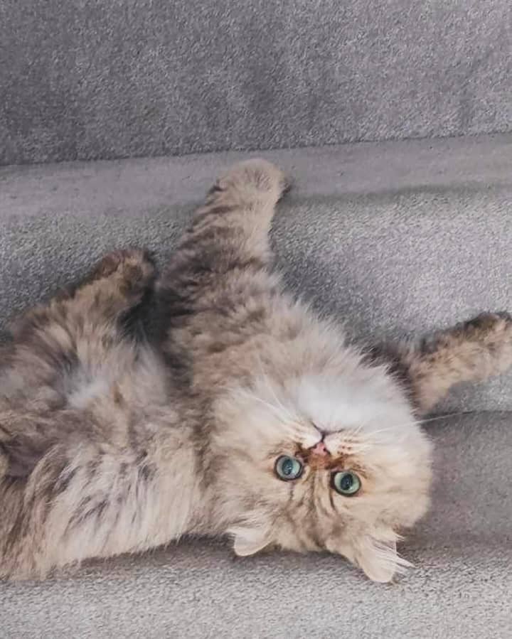 Maine Coon