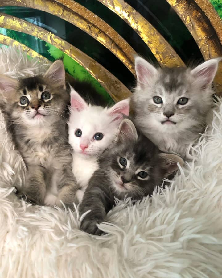 Maine Coon