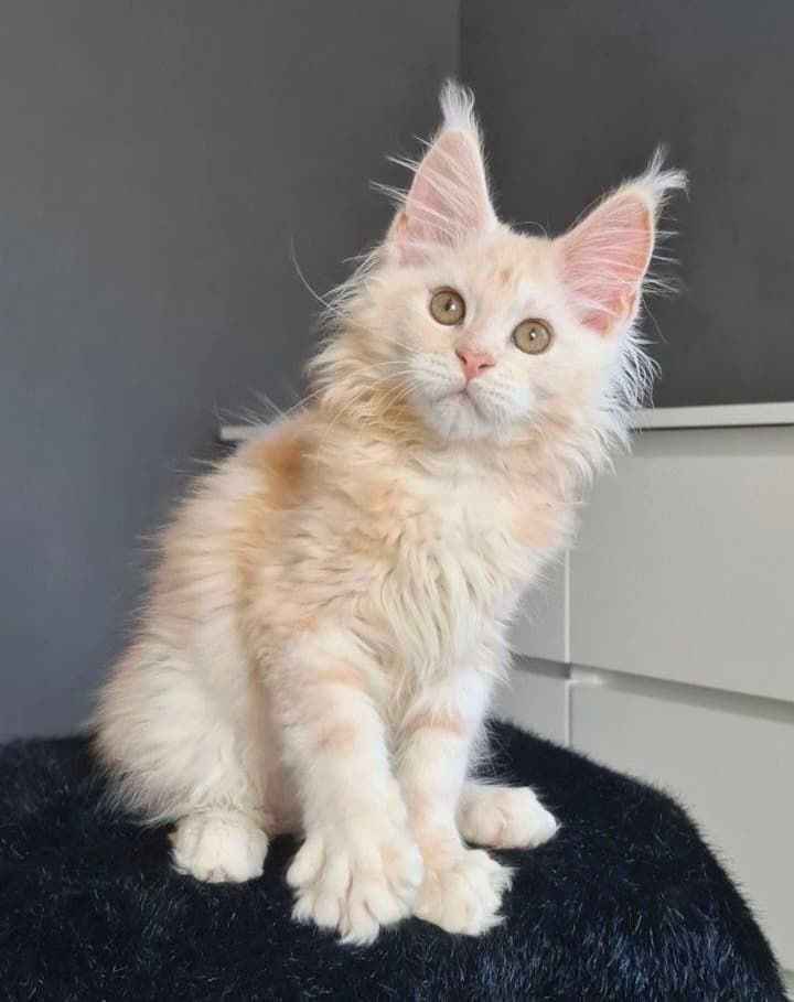 Happy family with Maine Coon